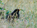 Blackbird - Kos